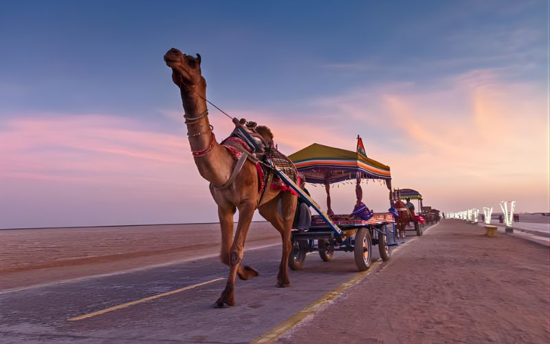 Gujarat Heritage, Desert & Coastal Circuit